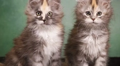 Jak wybrać kotek maine coon